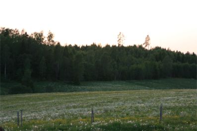 Blommande äng