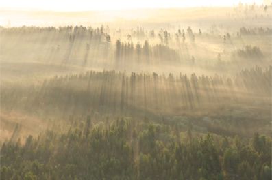 Dimma över skogen
