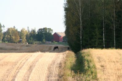 Älgar som äter