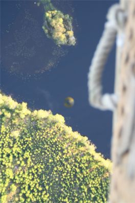 Ballongen speglar sig