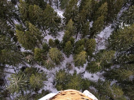 Ballongen flyger över granarna